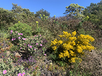 Collobrières
